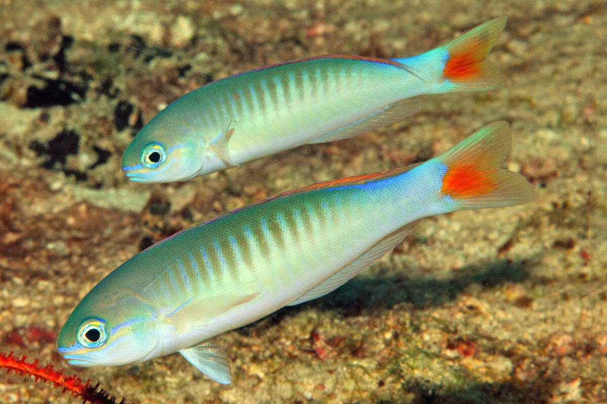 Hoplolatilus erdmanni tilefish. Photo by Mark Erdmann.