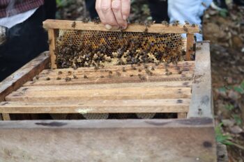 Banner image of a honeybee farm by Nelynnnnn via Wikimedia Commons (CCO 1.0).