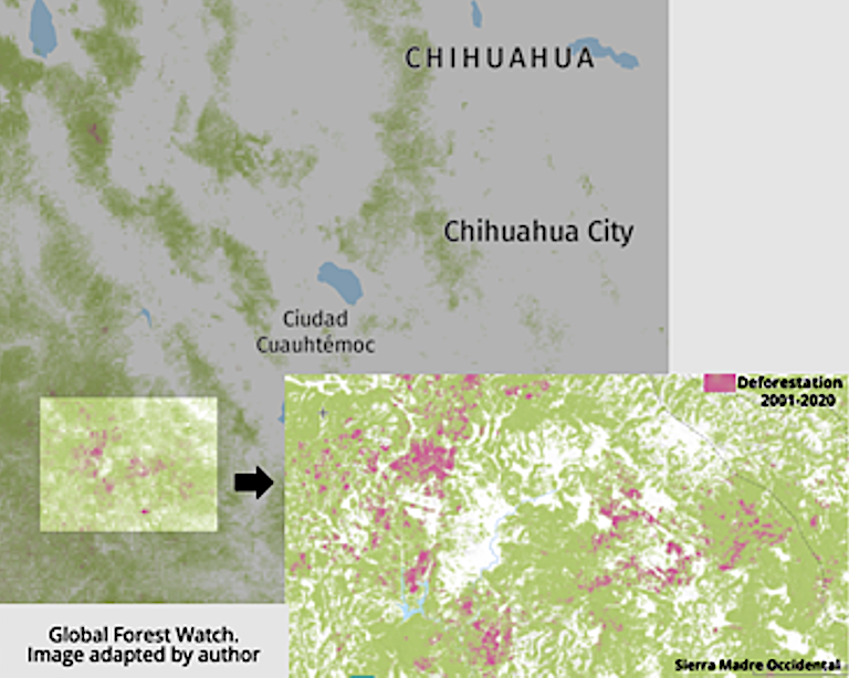 Satellite images reveal vast clearings, hidden airstrips, and felled trees where ancient forests once stood. Data via Global Forest Watch.