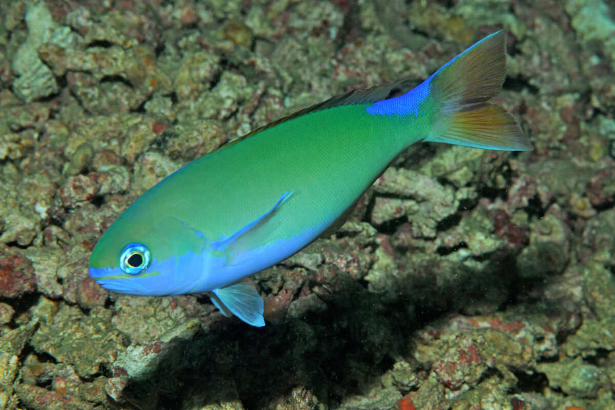 Randall’s tilefish (Hoplolatilus randalli). Photo by Mark Erdmann.