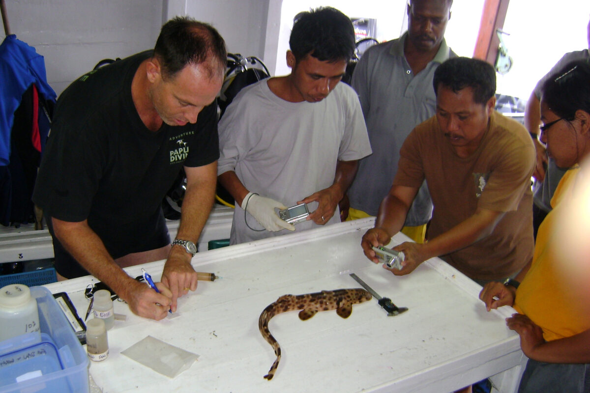 Mark Erdmann taking a genetic biopsy sample from a whale shark in Australia. Image by Burt Jones.