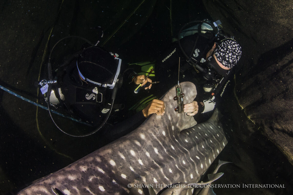 Mark Erdmann attaching a finmount satellite tag to the dorsal fin of a whale shark in a technique pioneered by his team from Conservation International. Image by Shawn Heinrichs.