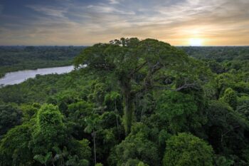 Emergent tree in the Amazon Rainforest, Ecuador. Image by Rhett A. Butler/Mongabay.
