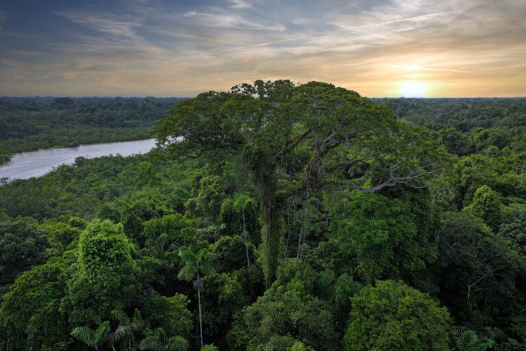 Emergent tree in the Amazon Rainforest, Ecuador. Image by Rhett A. Butler/Mongabay.
