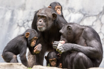 A family of chimpanzees. Image by Michele W via Flickr (CC BY-ND 2.0).