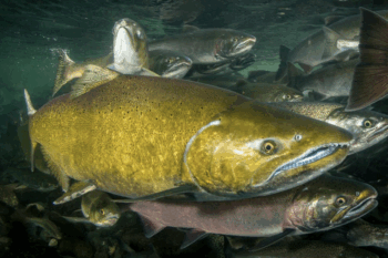 Chinook salmon (Oncorhynchus tshawytscha).