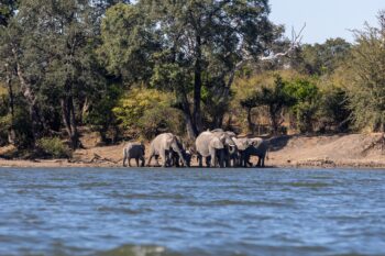 A herd of elephants gathers to drink beside the river several kilometers below Hook Bridge, on the main highway running through the middle of the park. Reid says elephants that had very specific distributions previously are now moving more freely through the park.