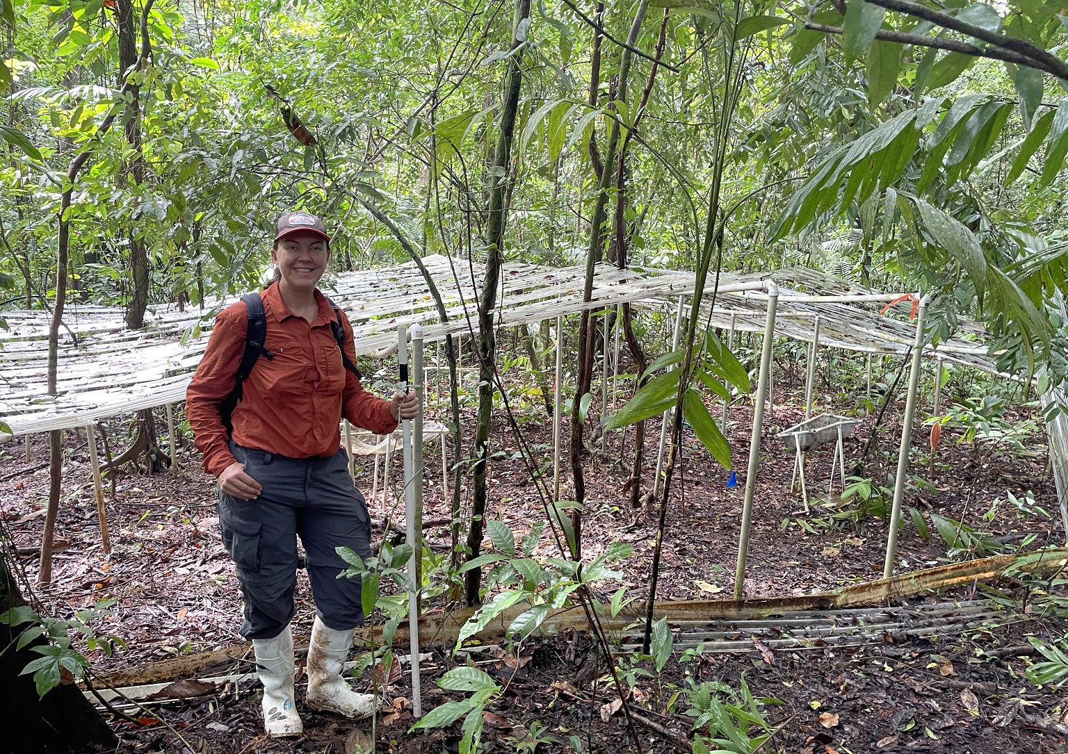 To investigate climatic changes on tropical root systems, Daniela F. Cusack and fellow researchers simulated drying conditions across various forest types.