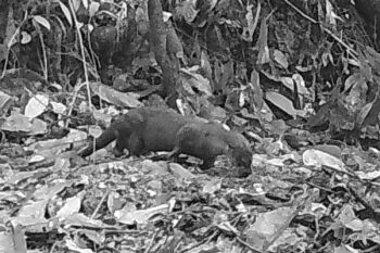 A Eurasian otter captured by a camera trap in Tangkulap Forest Reserve in Sabah. Image courtesy of Sabah Forestry Department/Sabah Wildlife Department/Panthera.