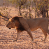 A lion in South Luangwa National Park, Zambia.