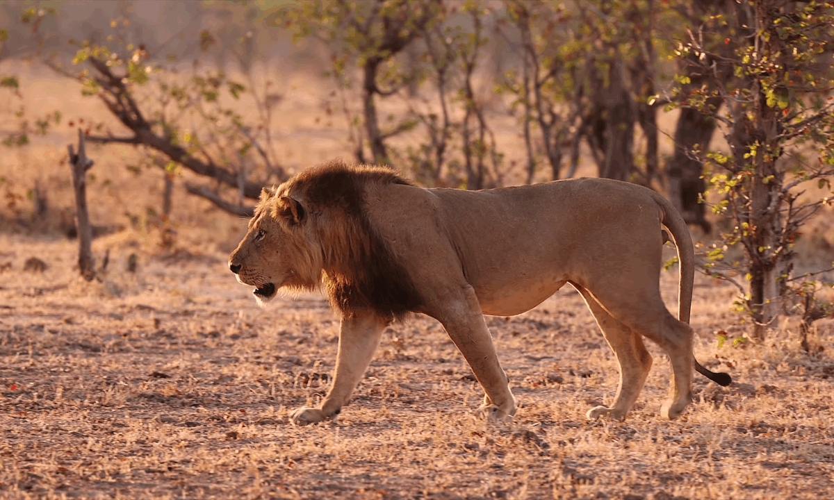 A lion in South Luangwa National Park, Zambia.