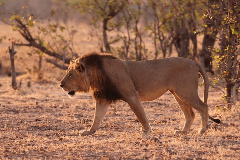 A lion in South Luangwa National Park, Zambia.