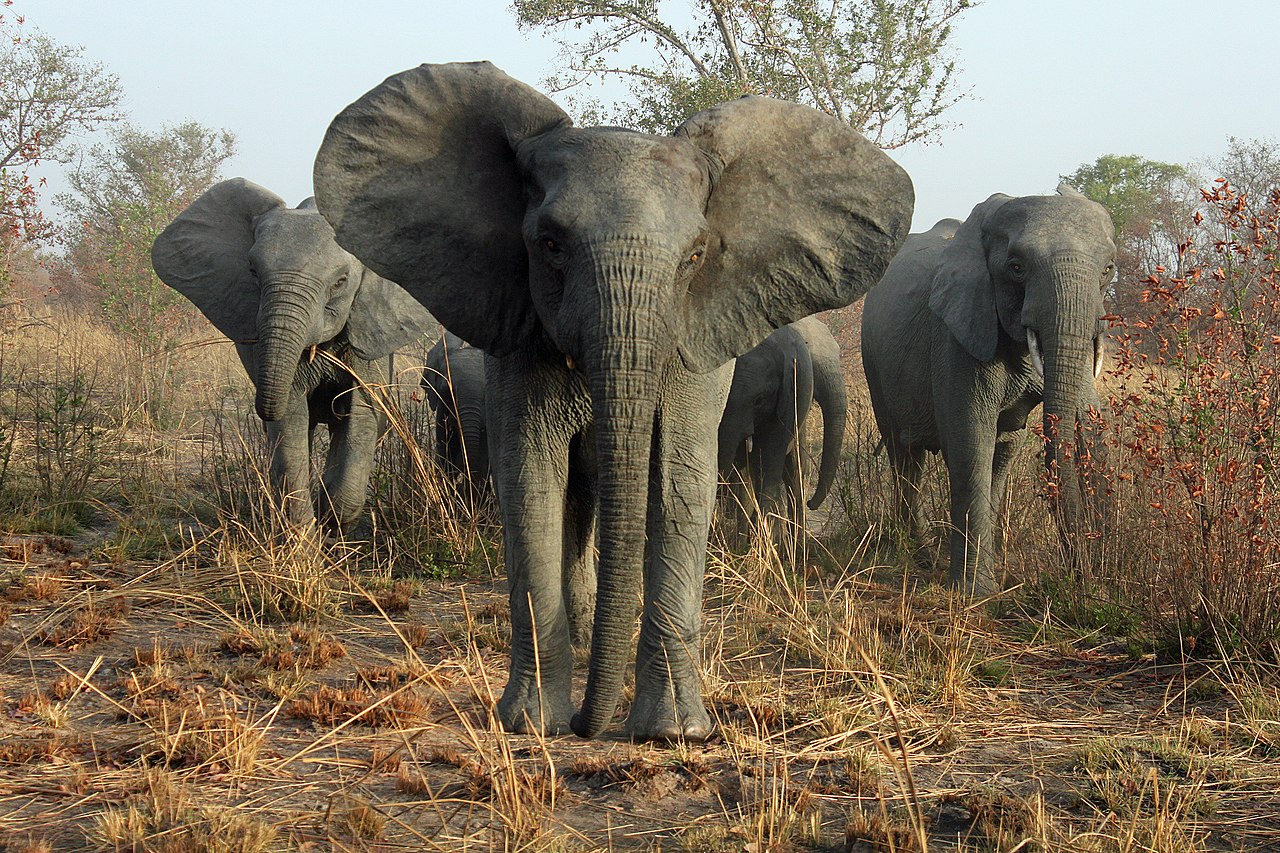 Elephants at Pendjari National Park, Benin.