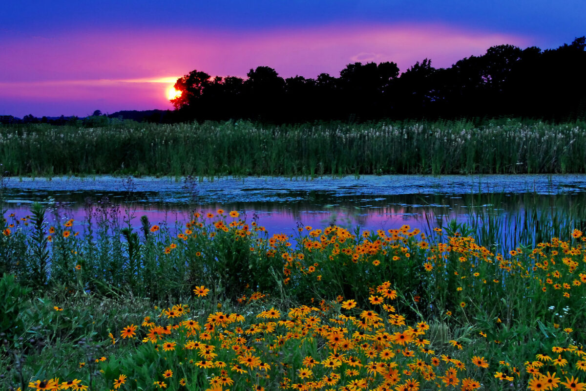 Wetlands at risk, but new report offers road map for recovery