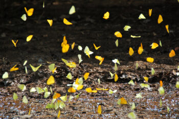 Butterflies in the Cuyabeno Wildlife Reserve in Ecuador’s Amazon.
