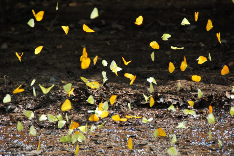 Butterflies in the Cuyabeno Wildlife Reserve in Ecuador’s Amazon.