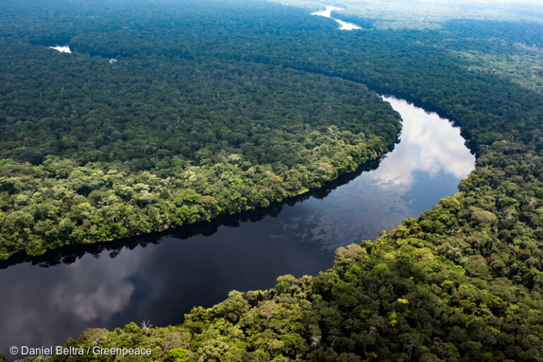 Aerial view of the Monboyo River and peatland forest of Salonga National Park in the Democratic Republic of Congo. Image courtesy of Daniel Beltrá/Greenpeace.