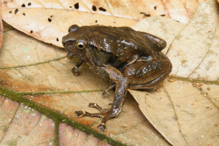 The truncate-toed chorus frog is a tree-dwelling species endemic to the Philippines with four recognized subspecies. They have expanded toe discs, called pads, on their toes.