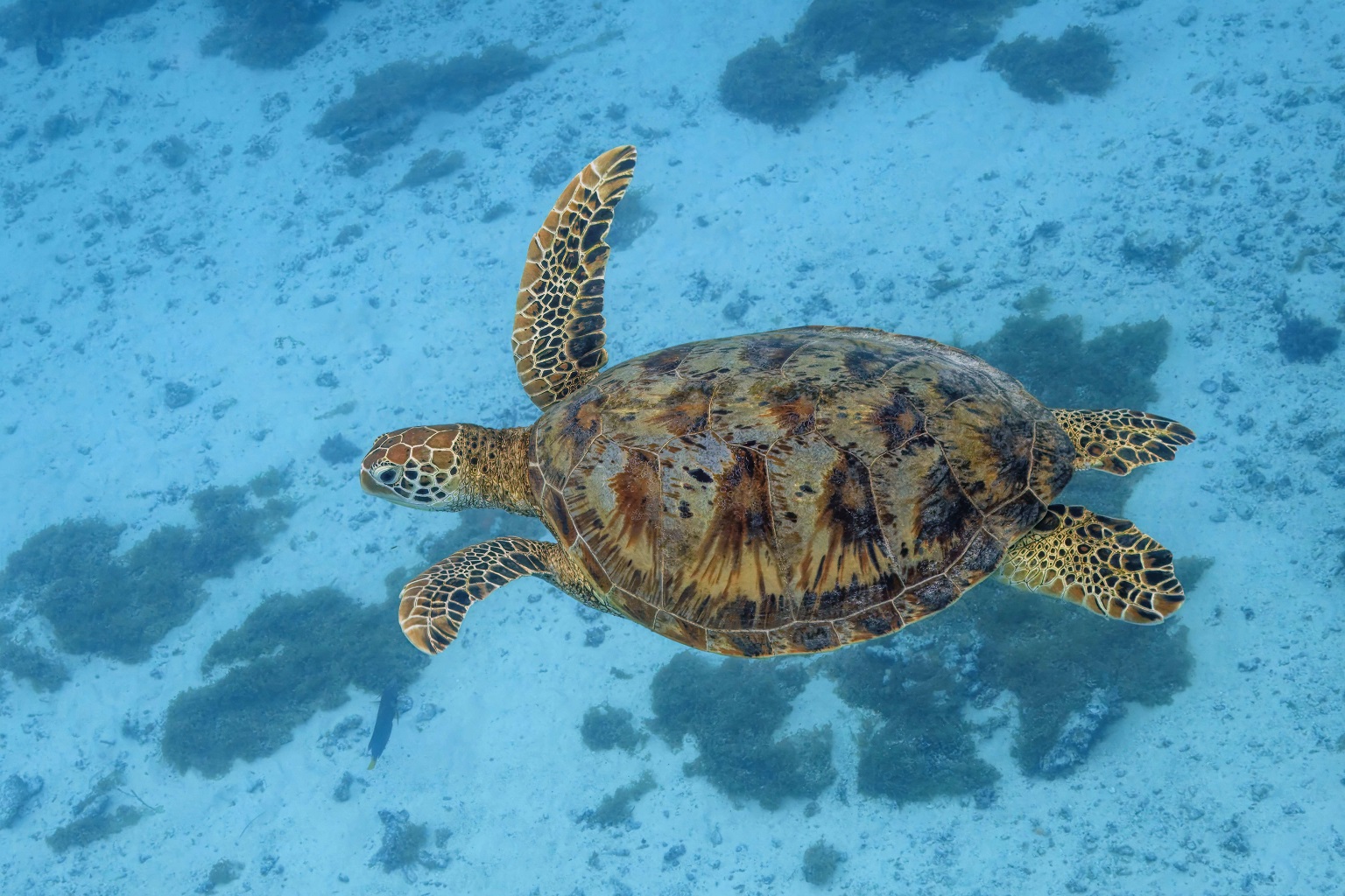 A green sea turtle (Chelonia mydas) swims near Moʻorea, French Polynesia.