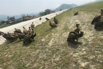 A flock of Himalayan griffon vultures photographed on the runway of the Pokhara International Airport. Image courtesy of Hemanta Dhakal.