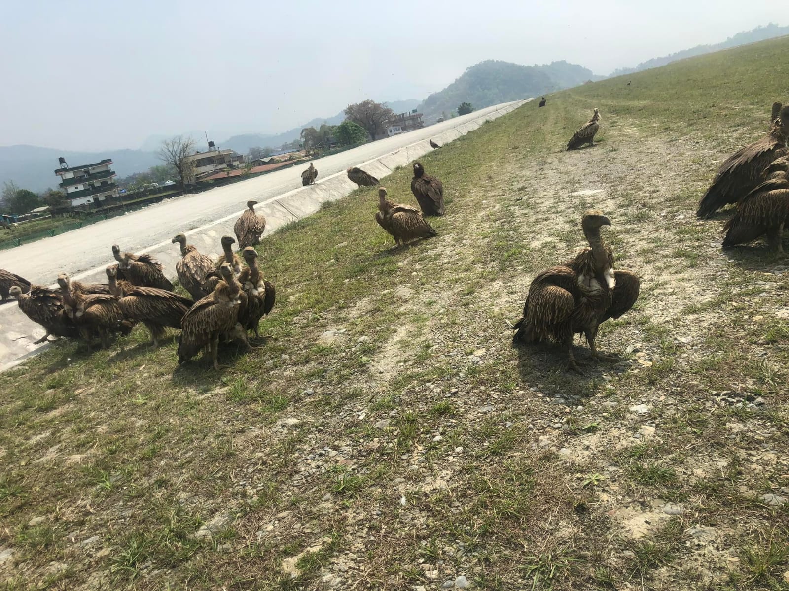 A flock of Himalayan griffon vultures photographed on the runway of the Pokhara International Airport. Image courtesy of Hemanta Dhakal.