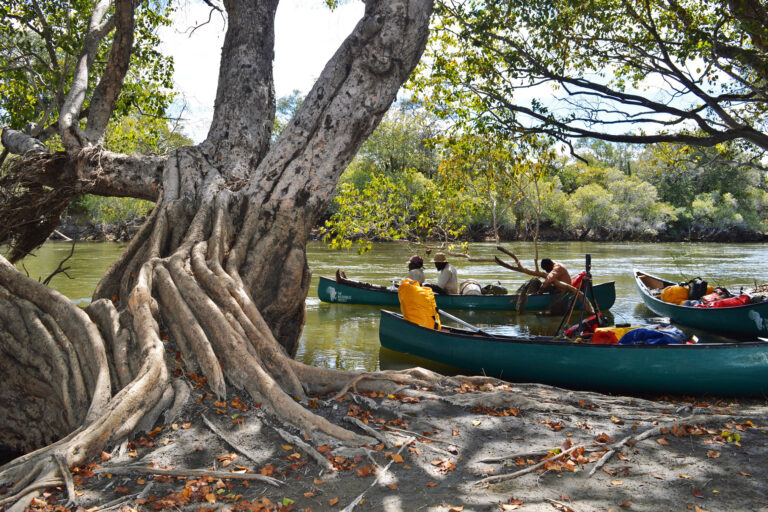 The Wilderness Project team stops to conduct research on the island, surrounded by the waterberry trees’ fluted trunks.