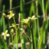 Sahara mustard plants in California.