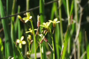 Sahara mustard plants in California.