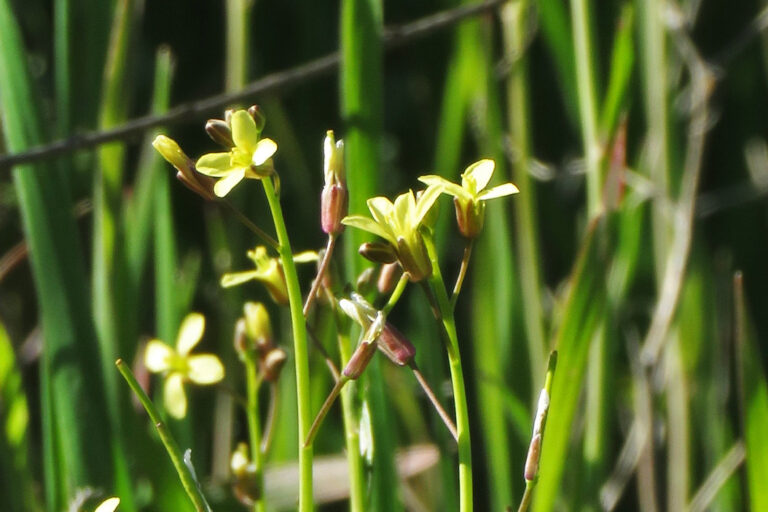 Sahara mustard plants in California.