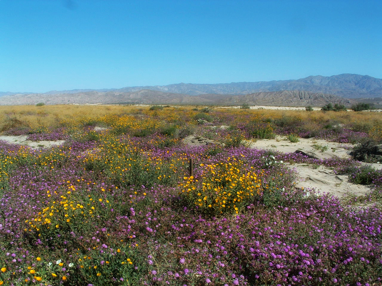 A research plot in the Coachella Valley sand dunes, which researchers surveyed for 17 years. Sahara mustard forms a yellow clump amidst the wildflowers.