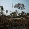 Area of burned forest in ​​the city of Apuí, Amazonas state. Image by Bruno Kelly/Amazônia Real via Wikimedia Commons. (CC BY-SA 4.0).