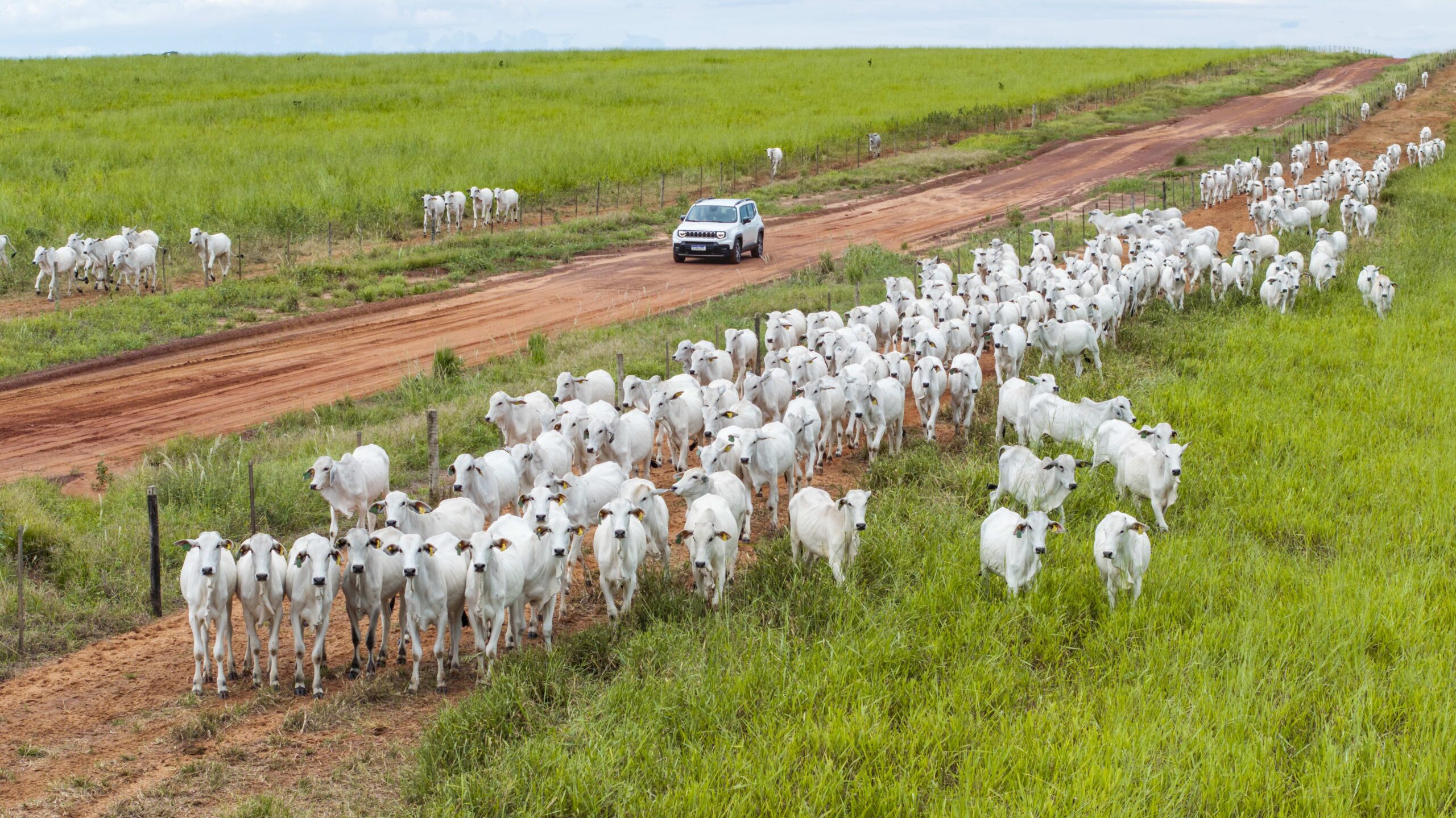 JBS is accused in Brazil of buying illegal cattle from indirect suppliers who launder animals raised in illegal areas through certified areas. Image courtesy of Marcus Mesquita/Mighty Earth.