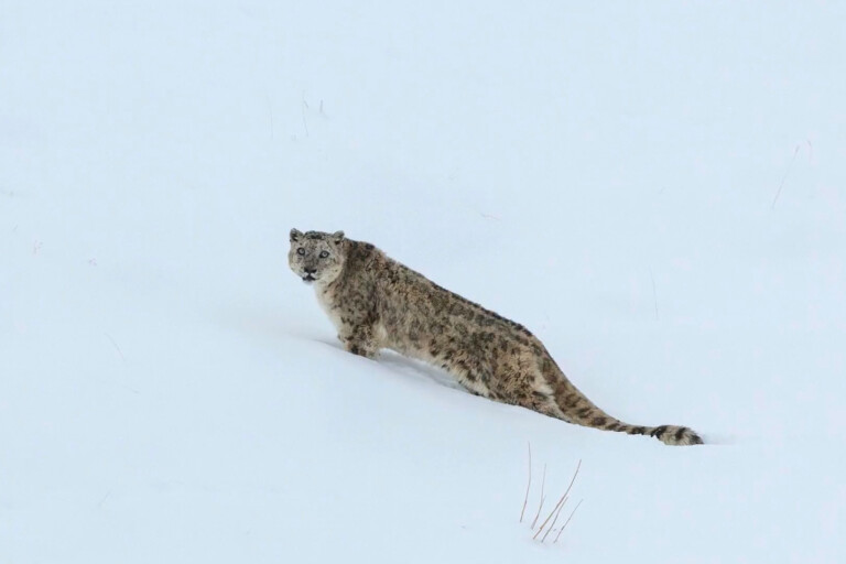 A snow leopard by Ismail Shariff/Snow Leopard Trust via Wikimedia Commons (CC BY 3.0).