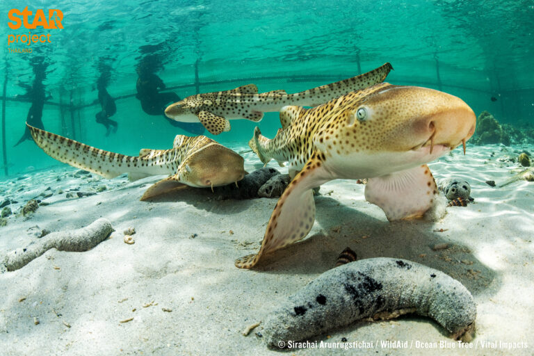 The StAR Project, which has been breeding and releasing Indo-Pacific leopard sharks in Indonesia, has now opened a nursery in Phuket.