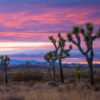 Sunset at Joshua Tree National Park