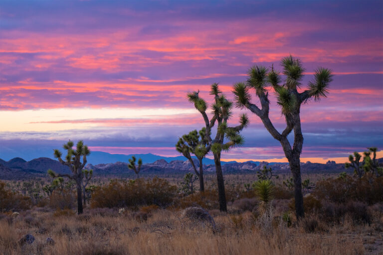Sunset at Joshua Tree National Park