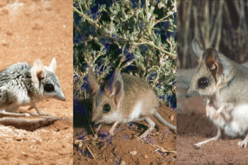 Banner image: (L-R) the eastern kultarr (image by Pat Woolley), the gibber kultarr and the long-eared kultarr (images by Ken Johnson).