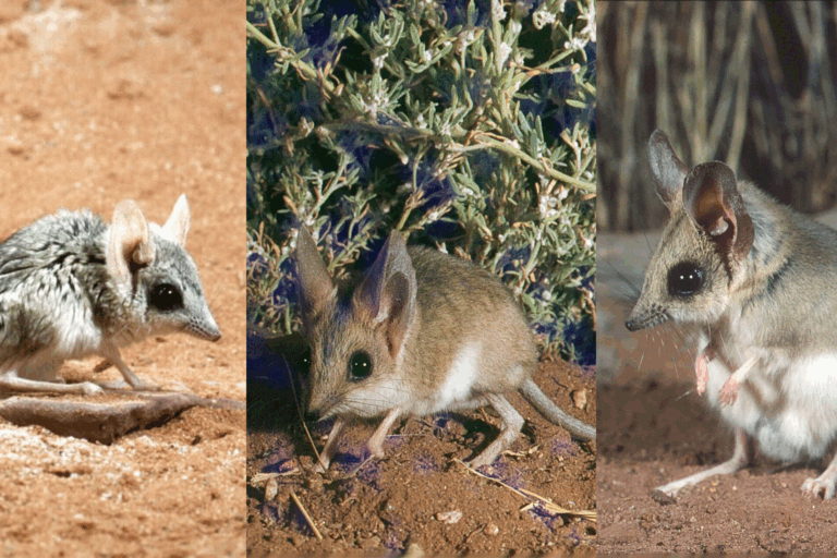 Banner image: (L-R) the eastern kultarr (image by Pat Woolley), the gibber kultarr and the long-eared kultarr (images by Ken Johnson).