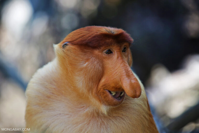 A male proboscis monkey with its characteristic long nose. The species is classified as endangered and is already threatened by habitat destruction, wildfires and hunting.