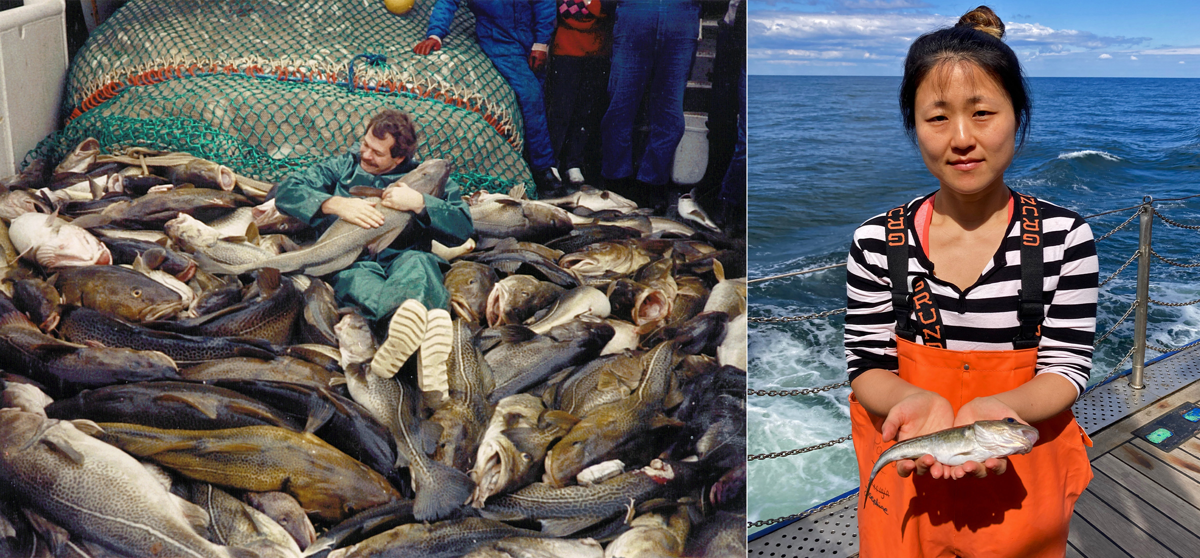 (Left) Eero Aro, late Finnish fisheries biologist, sits with eastern Baltic cod in a photograph from March 1987, when the fish were much larger than they are today. (Right) GEOMAR researcher Kwi Young Han holds a full-grown eastern Baltic cod in May 2025, following decades of shrinking due to intensive fishing.