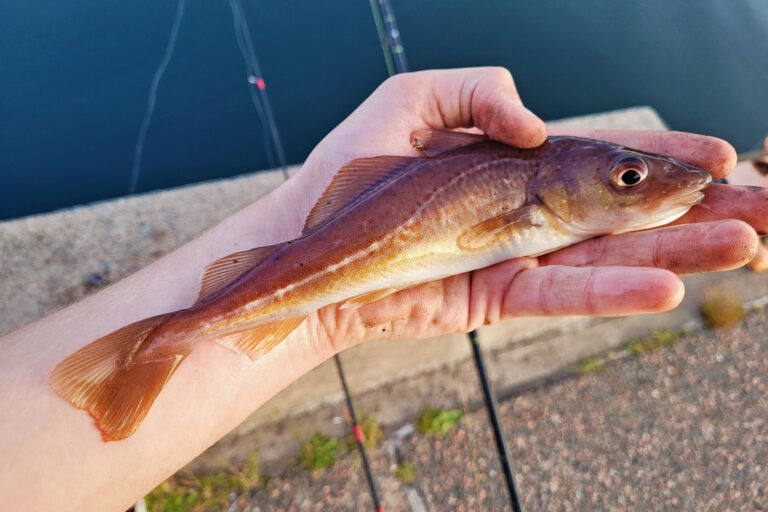An Atlantic cod (Gadus morhua).