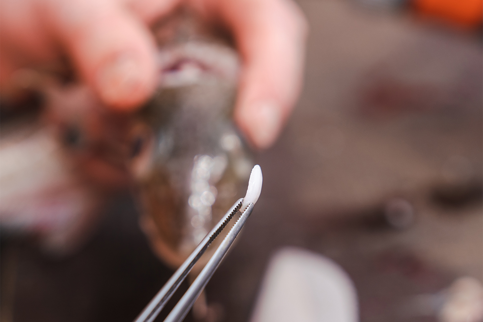 Researchers studied tiny ear stones called otoliths to determine the ages of eastern Baltic cod that they’d collected.