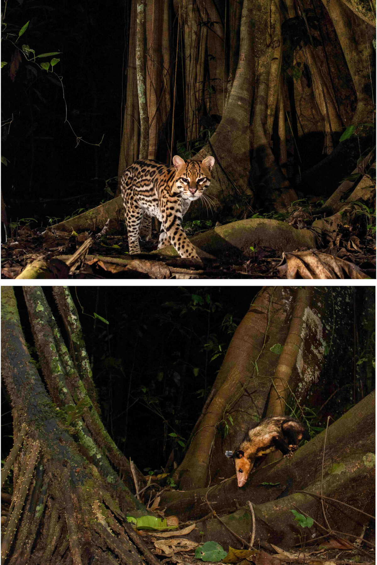 An ocelot (Leopardus pardalis) and a common opossum (Didelphis marsupialis) in the Peruvian Amazonian rainforest (Cocha Cashu Biological Station), recorded through camera trapping. Photo credit: Fortunato Rayan.
