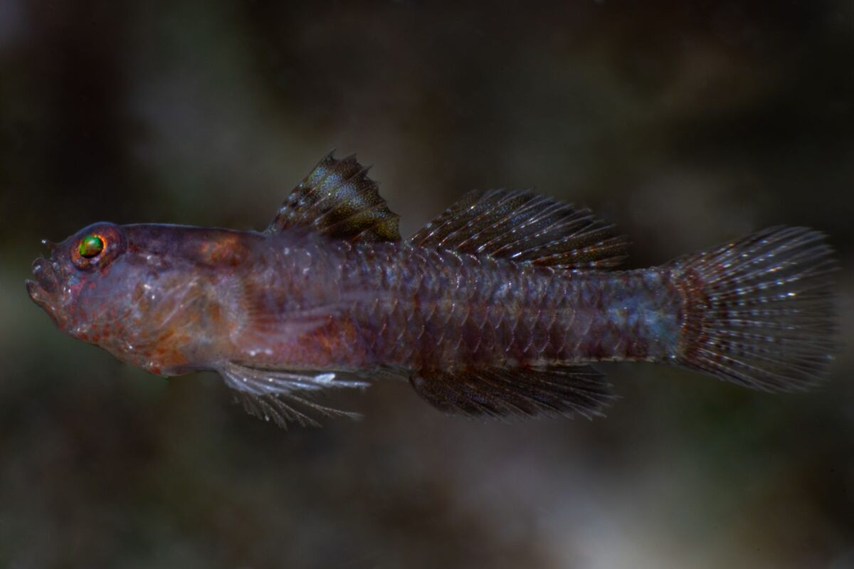 Darkest-ever dwarfgoby fish gets named after Darth Vader