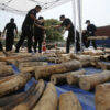 Thai authorities seized more than 200 kilograms (440 pounds) of ivory hidden in luggage shipped out from Congo to Laos via Bangkok in 2015.