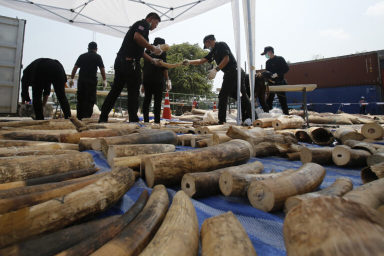 Thai authorities seized more than 200 kilograms (440 pounds) of ivory hidden in luggage shipped out from Congo to Laos via Bangkok in 2015.