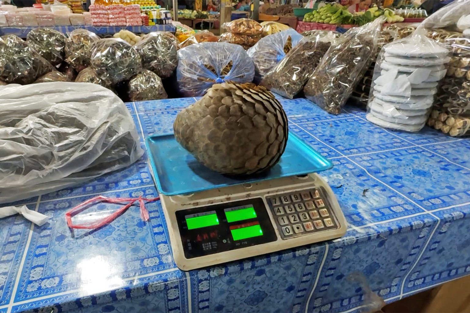 In 2024, undercover investigators from Agent C Wildlife Initiative documented the covert sale of live pangolins at Dongmakkhay market, Vientiane.