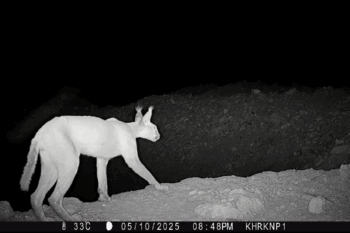Camera-trap image of the caracal spotted in Kirthar National Park. The cat appeared only once during the span of two weeks of camera trapping.