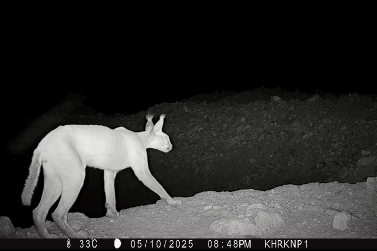 Camera-trap image of the caracal spotted in Kirthar National Park. The cat appeared only once during the span of two weeks of camera trapping.