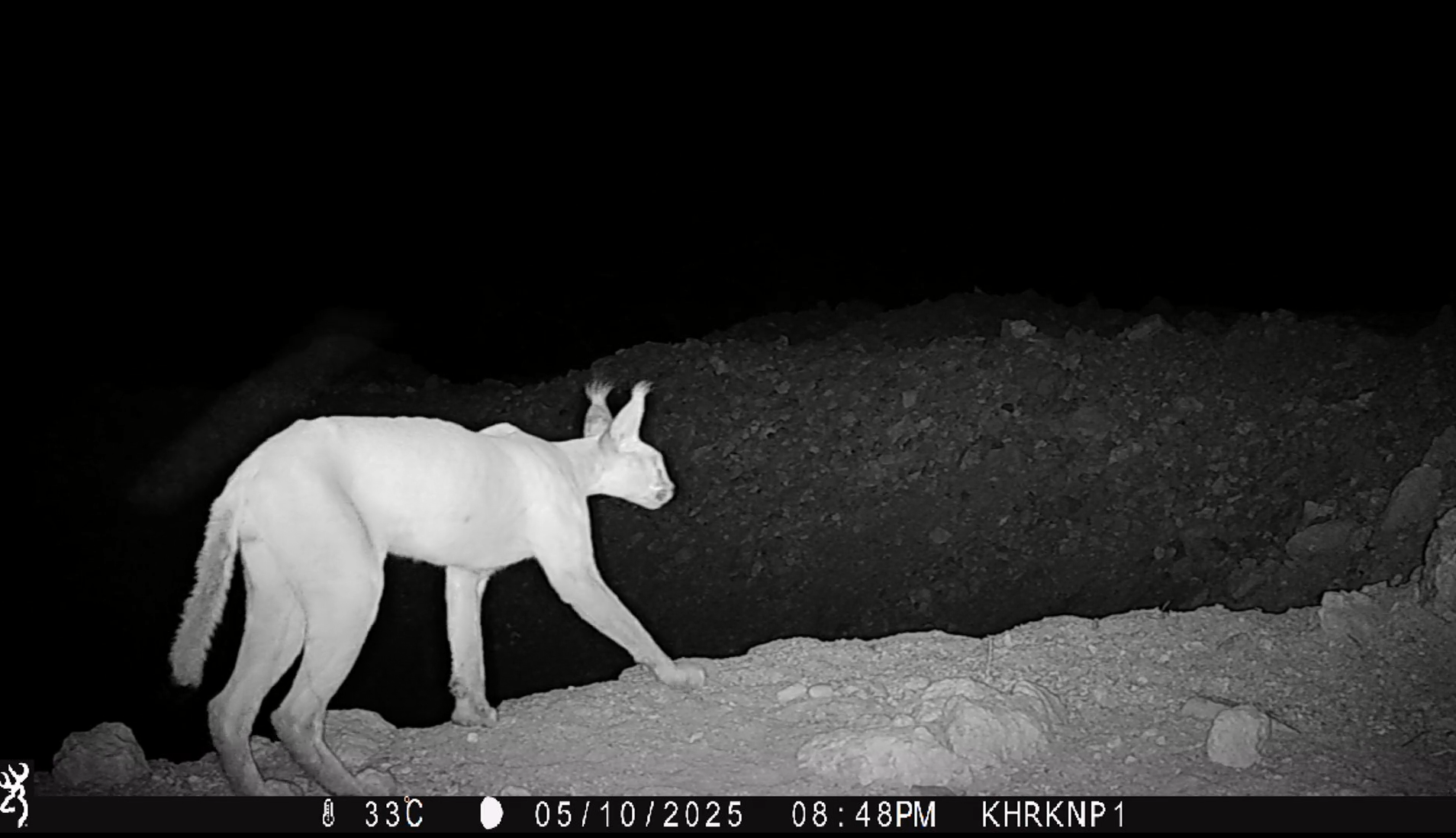 Camera-trap image of the caracal spotted in Kirthar National Park. The cat appeared only once during the span of two weeks of camera trapping.